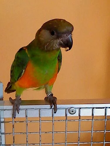 papoušek senegalský