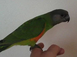 papoušek senegalský