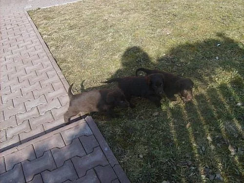 FLAT COATED RETRIEVER