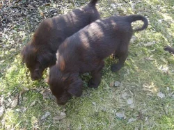 FLAT COATED RETRIEVER