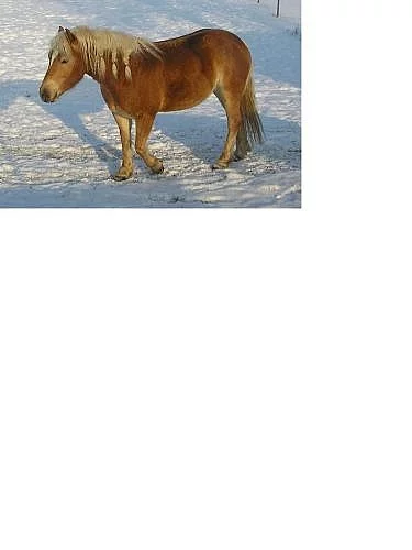 Prodám 3,5letou klisnu hafling