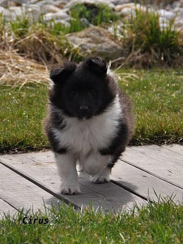 Šeltie-sheltie