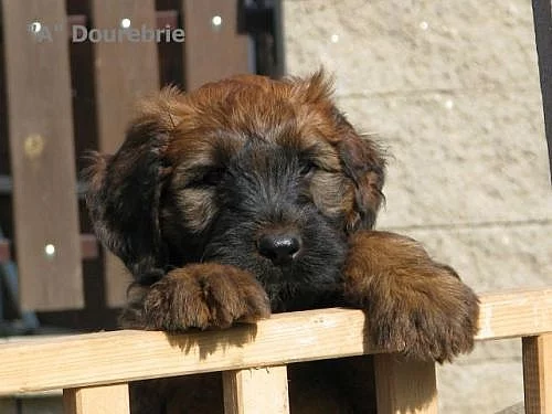 briard