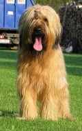 briard