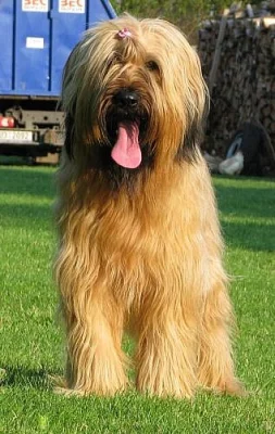 briard