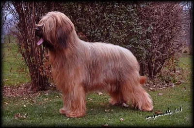 briard
