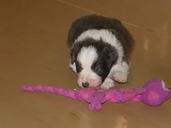 Dvě modrobílá štěňata Border kolie