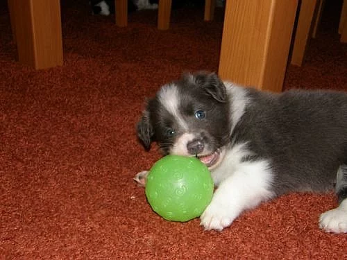 Dvě modrobílá štěňata Border kolie