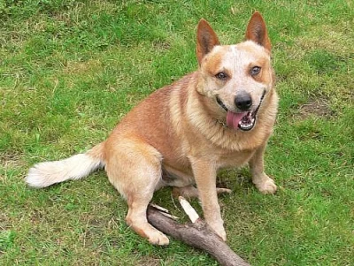 Australský honácký pes