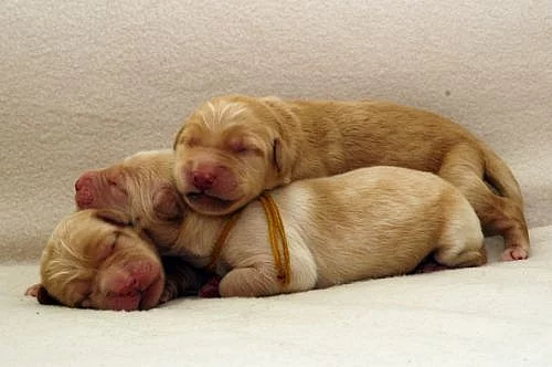 Štěňata hovawarta s PP