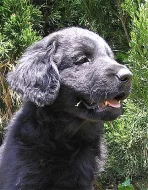 Štěňata hovawarta s PP