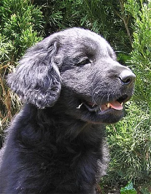 Štěňata hovawarta s PP