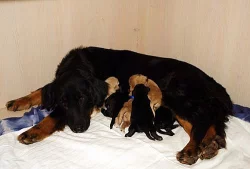 Štěňata hovawarta s PP