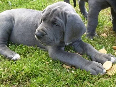 Německá doga modrá