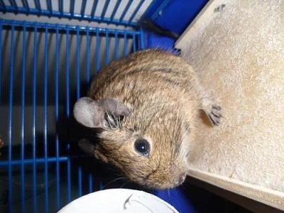Daruji osmáka degu