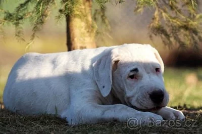 Argentinská doga - exkluzivní štěňata s PP 