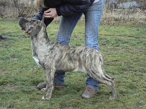 CIMARRON URUGUAYO - vyrazna sleva - specha!