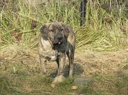 CIMARRON URUGUAYO - vyrazna sleva - specha!