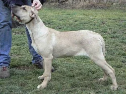 CIMARRON URUGUAYO - vyrazna sleva - specha!