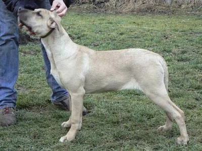 CIMARRON URUGUAYO - vyrazna sleva - specha!