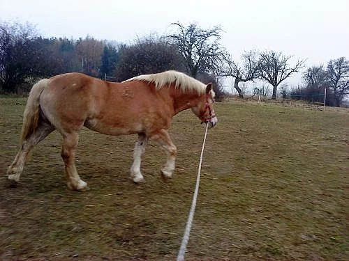 nabízím ježdění