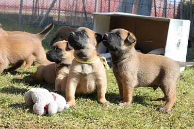 ŠtěňataBOM s PP vhodná k výcviku i do služby.