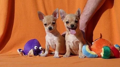 Čivava krátkosrstá s PP