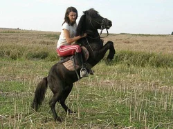 welsh pony hřebeček-vraník