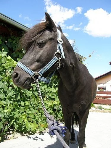 welsh pony hřebeček-vraník