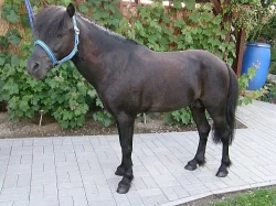 welsh pony hřebeček-vraník
