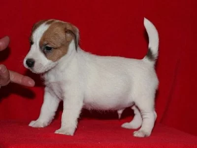 Jack russell terier s PP
