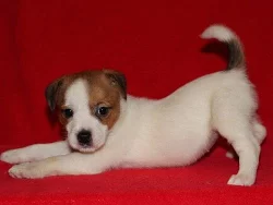 Jack russell terier s PP