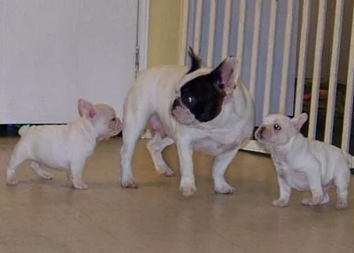 Francouzský buldoček štěňata na prodej 