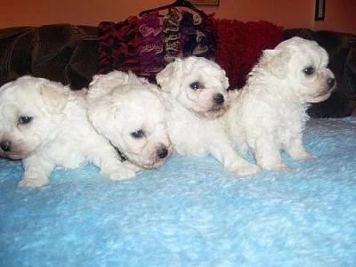 Bišonek - štěňátka s p.p.