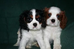 Kavalír king charles španěl