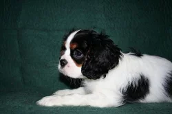 Kavalír king charles španěl