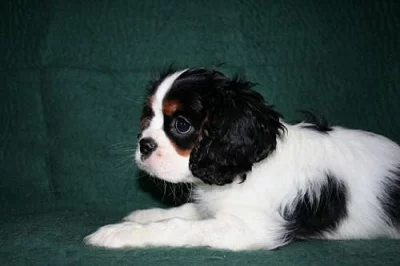 Kavalír king charles španěl