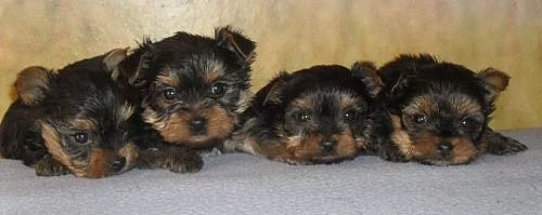 jorkšírský teriér