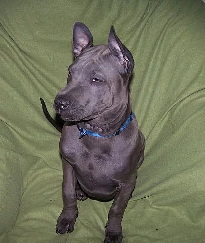 Thajský ridgeback - modrý pejsek s PP