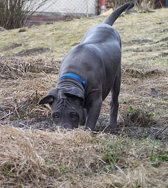 Thajský ridgeback - modrý pejsek s PP