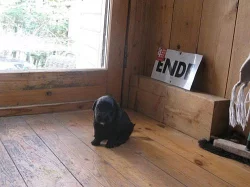 Darujeme štěňata, k odebrání do 3 týdnů