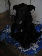 Darujeme štěňata, k odebrání do 3 týdnů