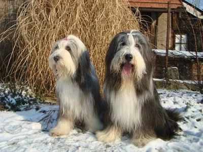 štěňátka Bearded kolie