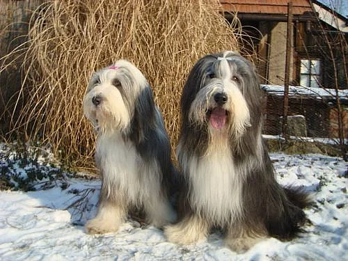 štěňátka Bearded kolie