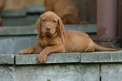 Maďarský ohař Vizsla - štěňata s PP