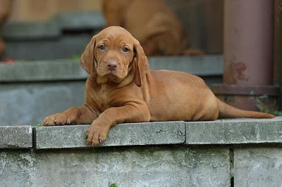 Maďarský ohař Vizsla - štěňata s PP