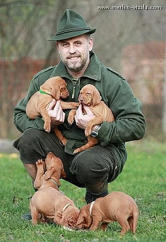 Maďarský ohař Vizsla - štěňata s PP