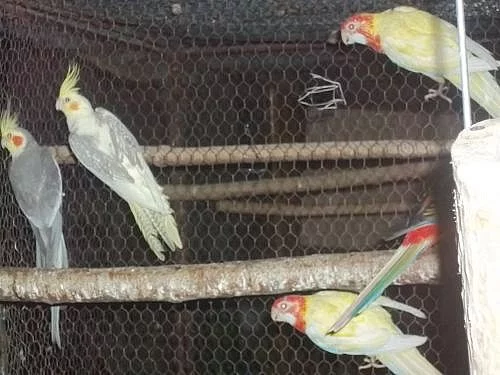 Rozela