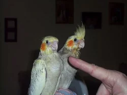 Rozela