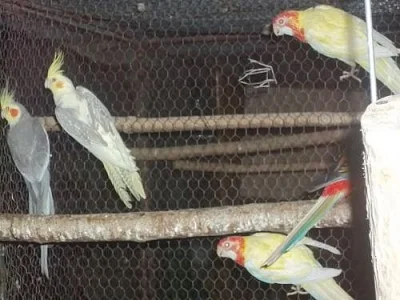 Rozela